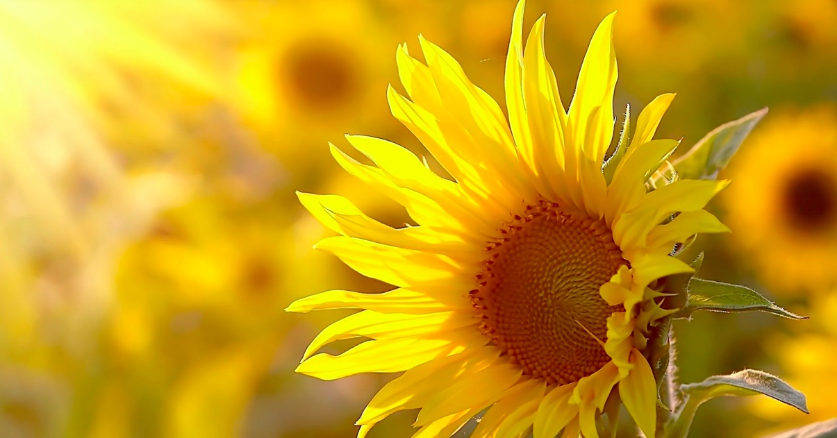 Tournesol en plein soleil
