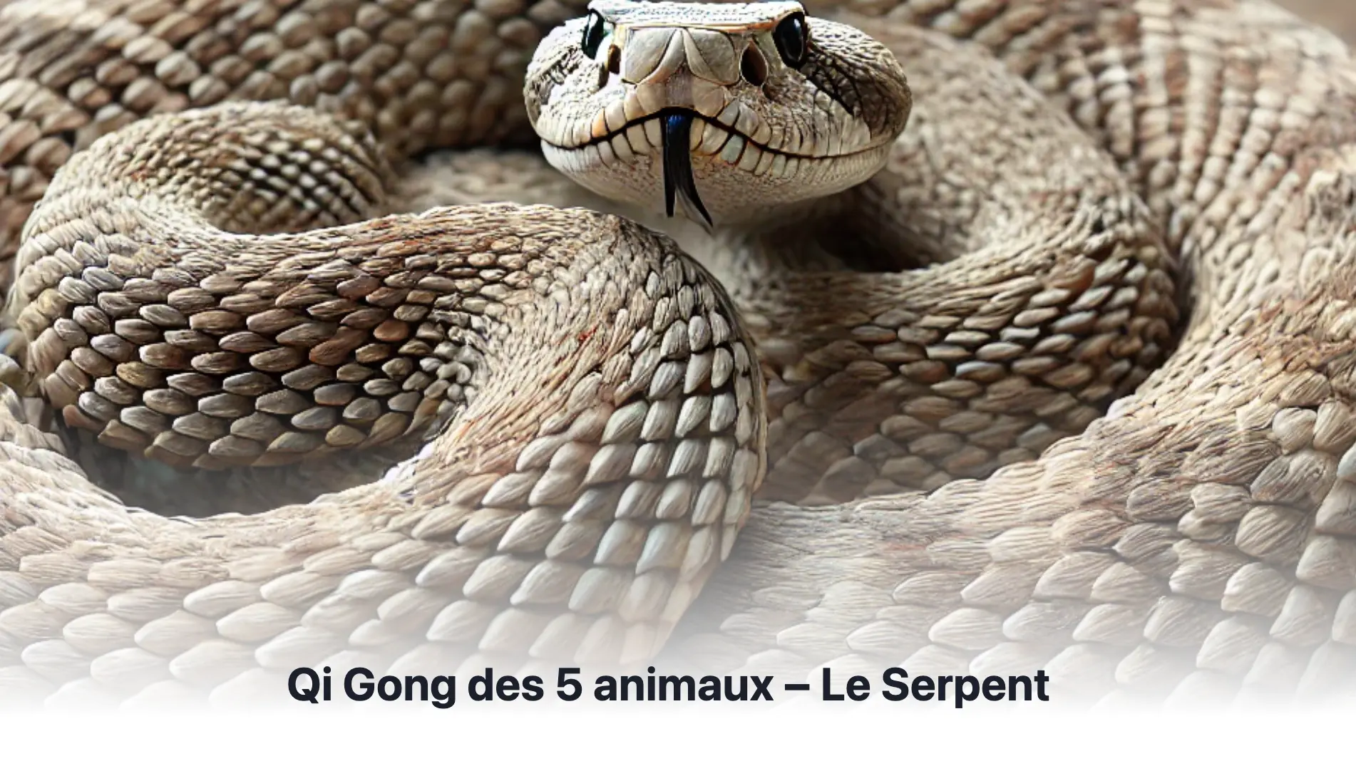 Blog Qi Gong3