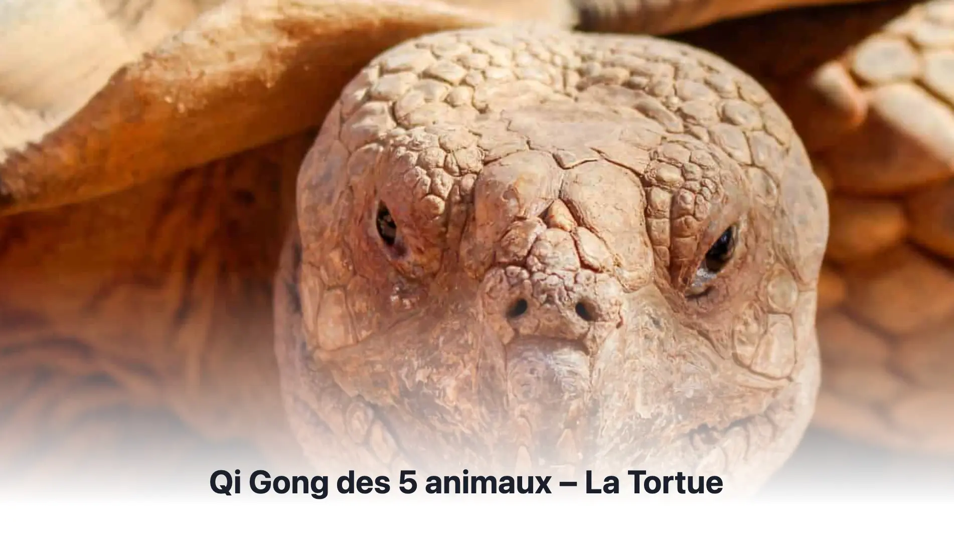 Blog Qi Gong4