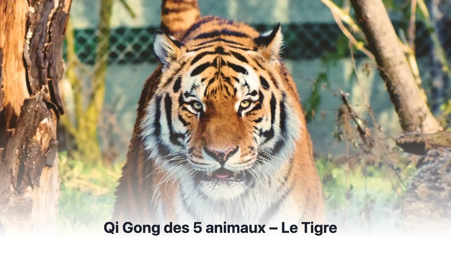 Blog Qi Gong5
