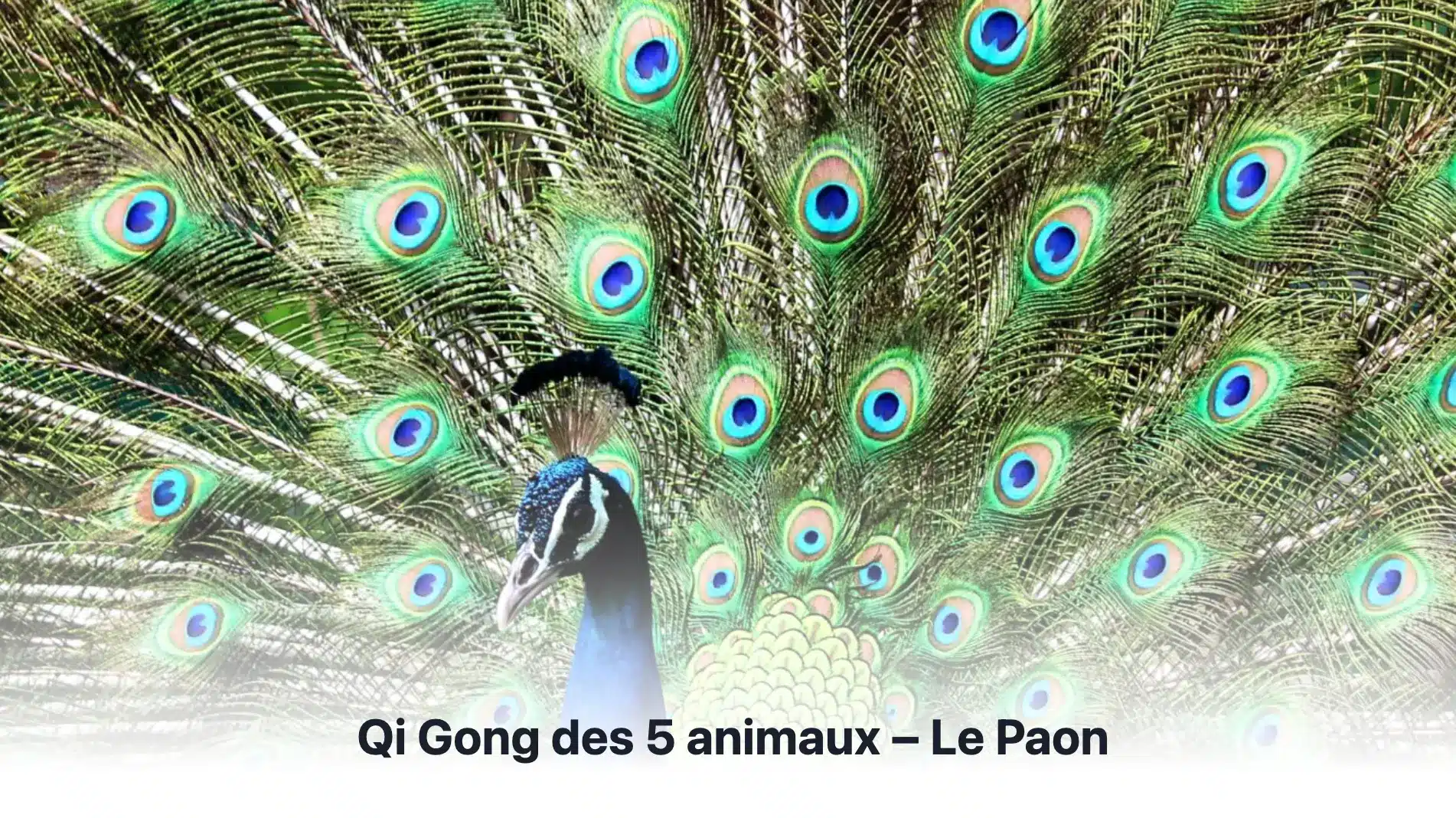 Blog Qi Gong6